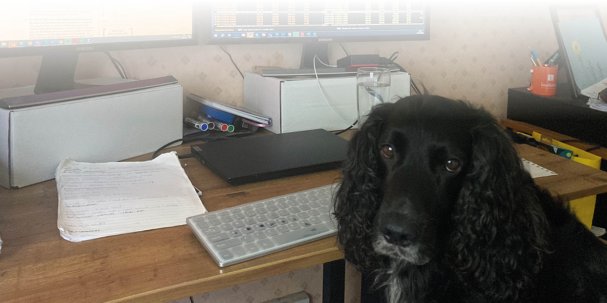 Dog sat at desk