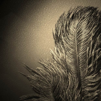 feathers-1200x628.jpg